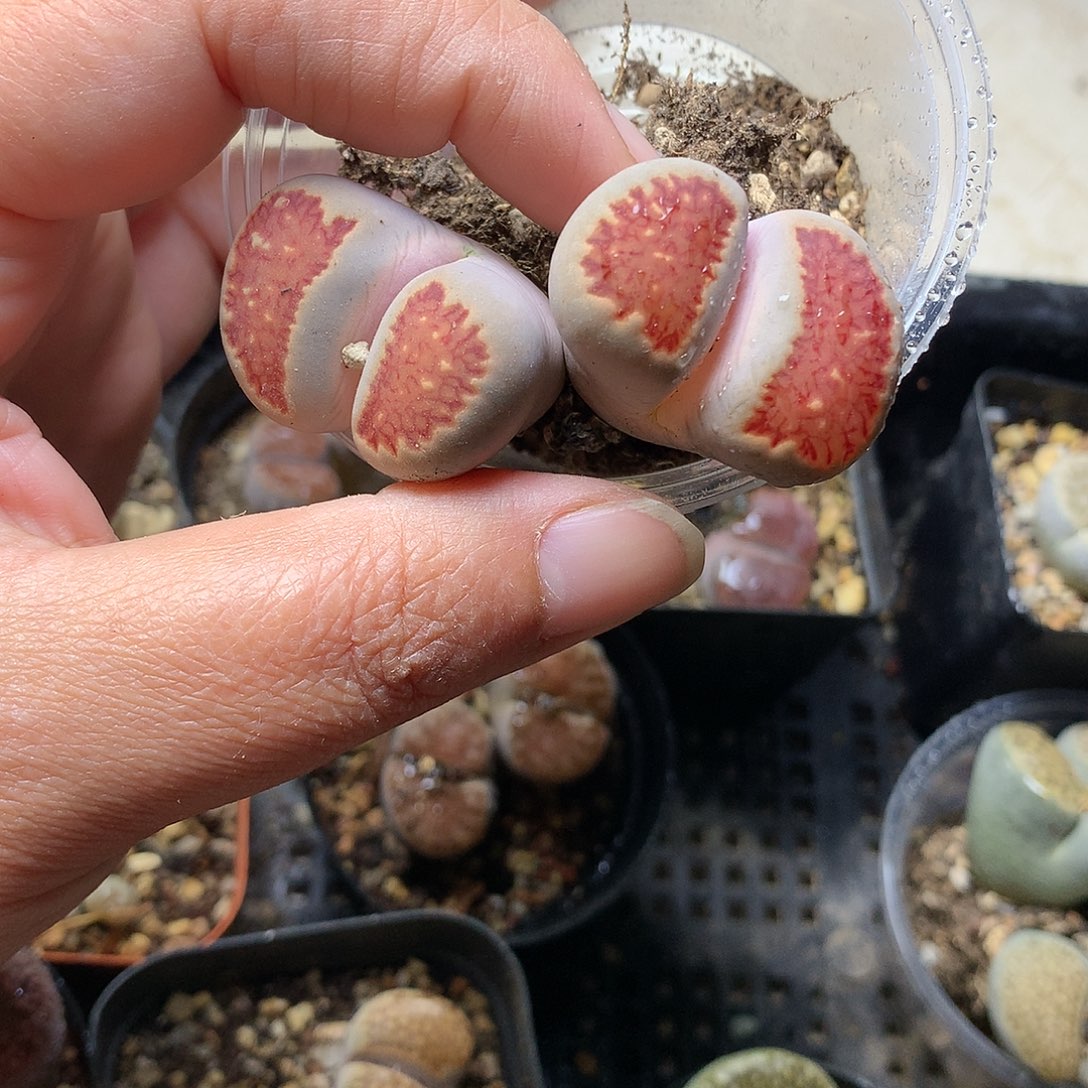 E22多肉植物保护