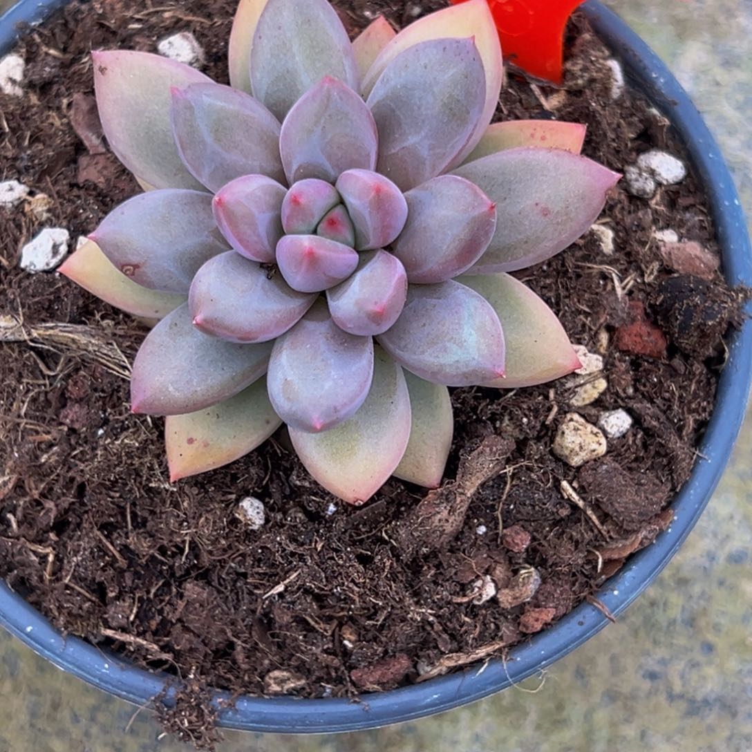 0002号上午多肉植物群生
