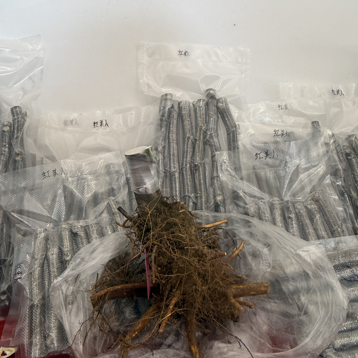 花痴家无花果白头苗早熟盆栽地栽（不包成活介意勿拍）