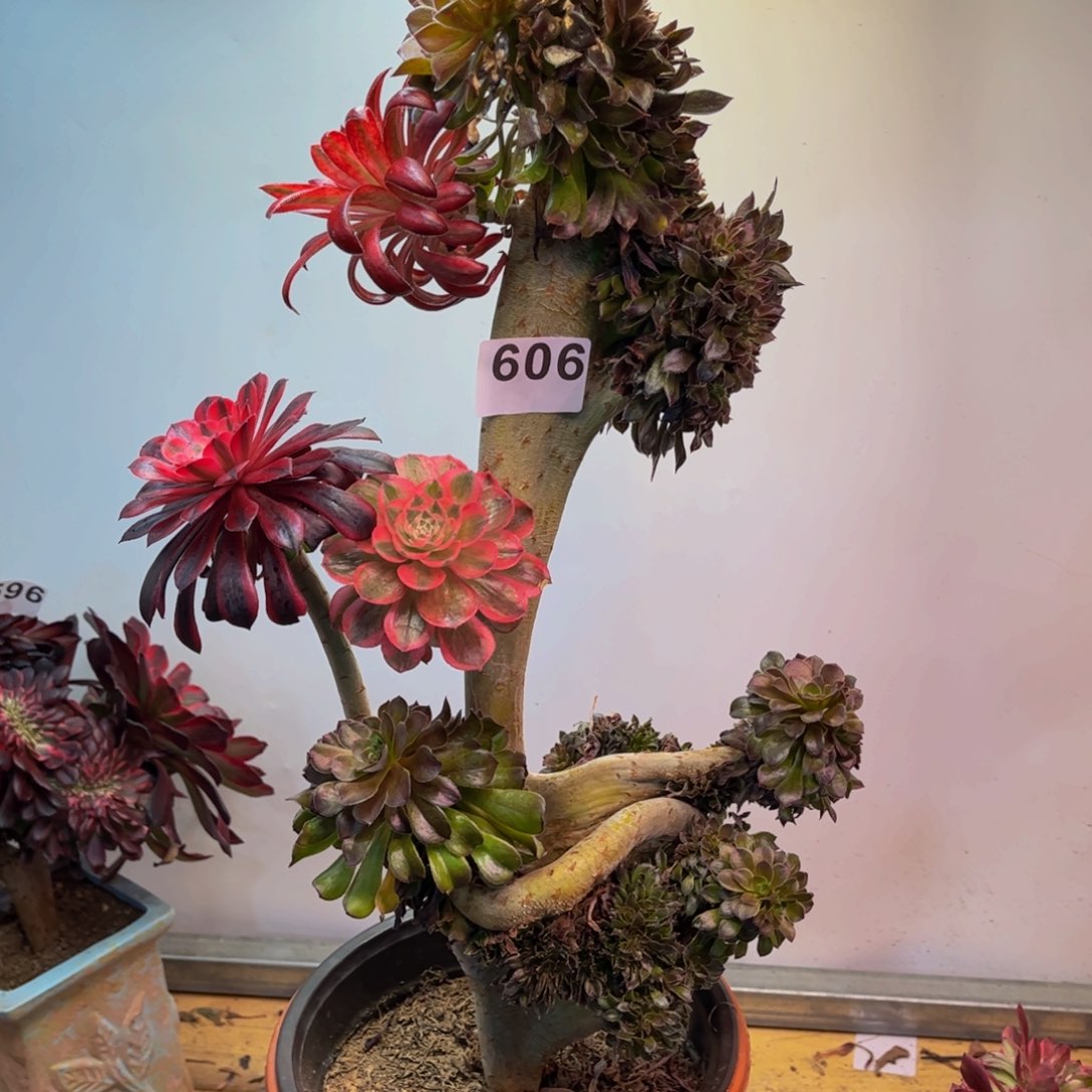 多肉植物灰法师缀606