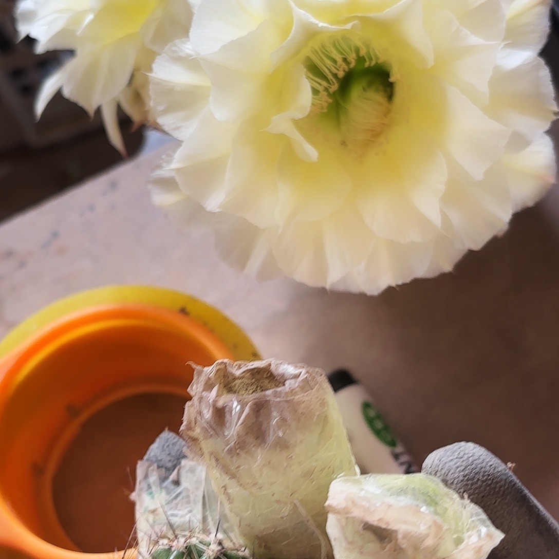 奶酪无根侧牙三公分瑕，一个