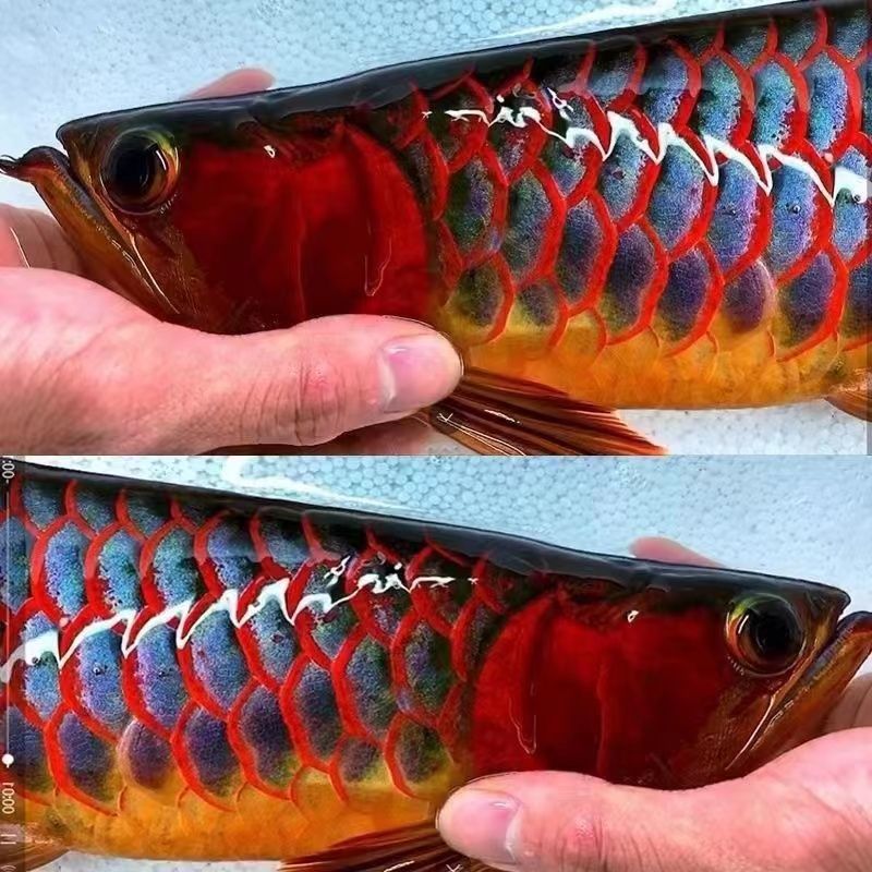 纯血印尼红龙鱼活鱼辣椒红龙超血红龙苗金龙鱼龙鱼苗热带观赏幼鱼