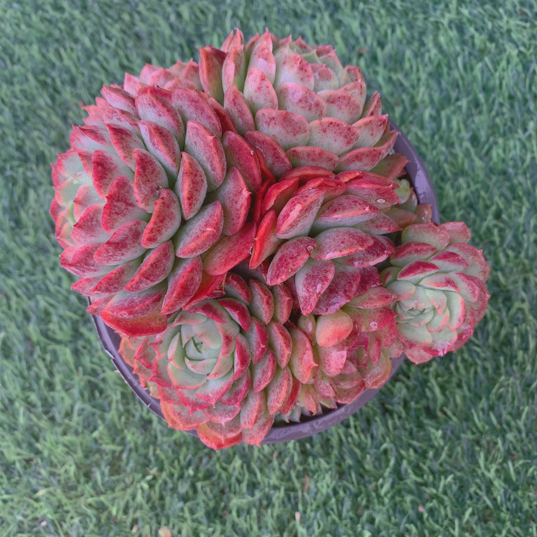 朱砂痣群9-12CM【花界草堂】精品多肉阳台盆栽一单包邮