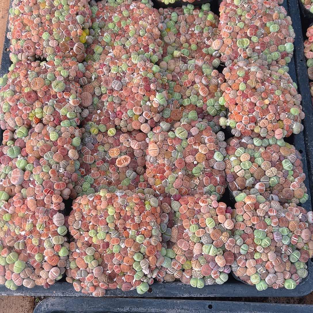 生石花玉露多肉多肉一颗