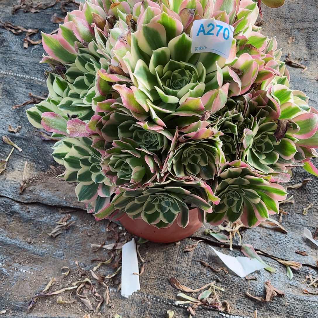 多肉植物270多肉