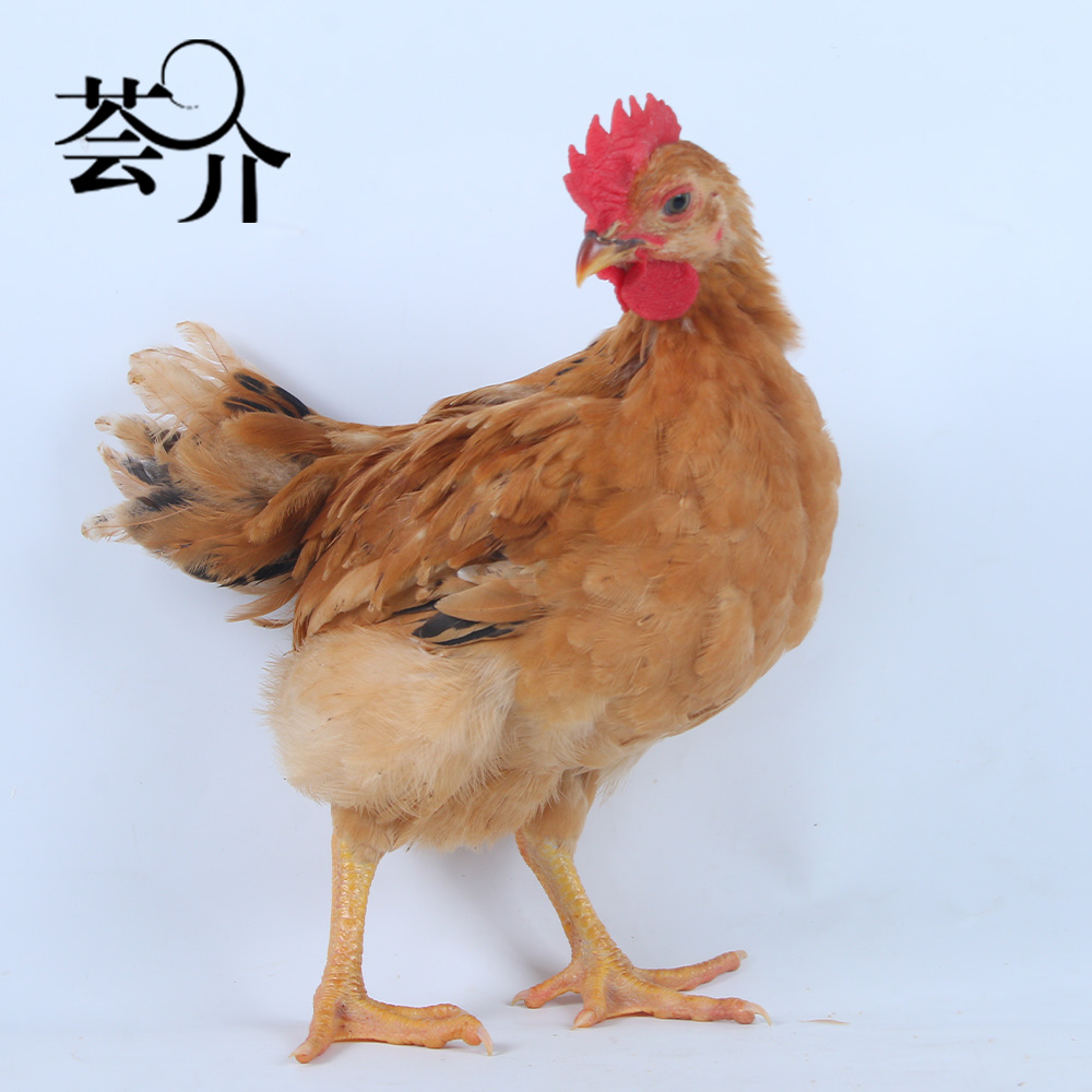 芸介低温培育正宗农家散养九斤红红玉380宠物鸡大公鸡大种肉鸡