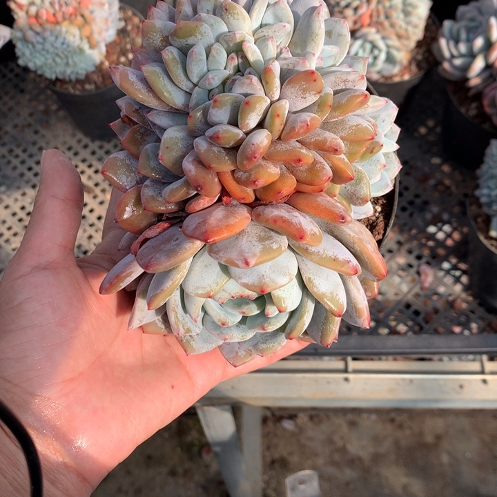 12528朵缀嗯嗯嗯嗯嗯好喜欢