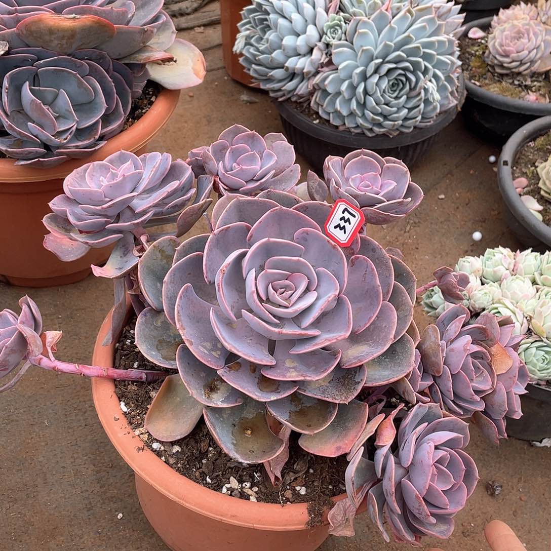 337尘埃玫瑰 一物一拍多肉