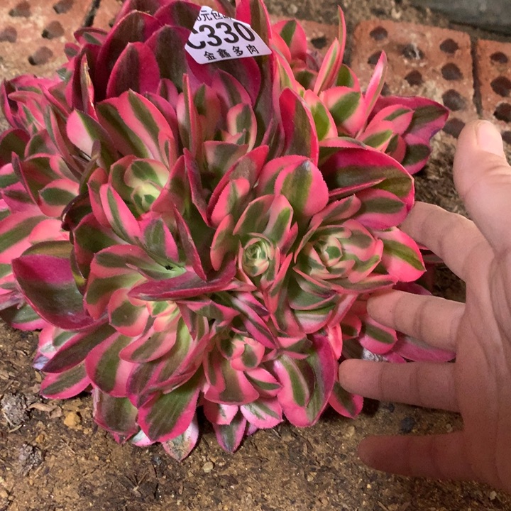 330多肉植物一物一拍