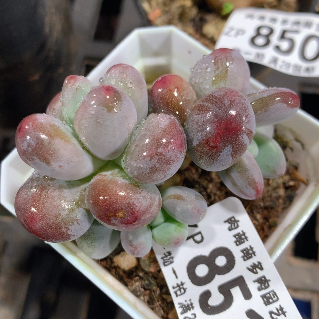 5CM拇指盆精控多肉ZP851