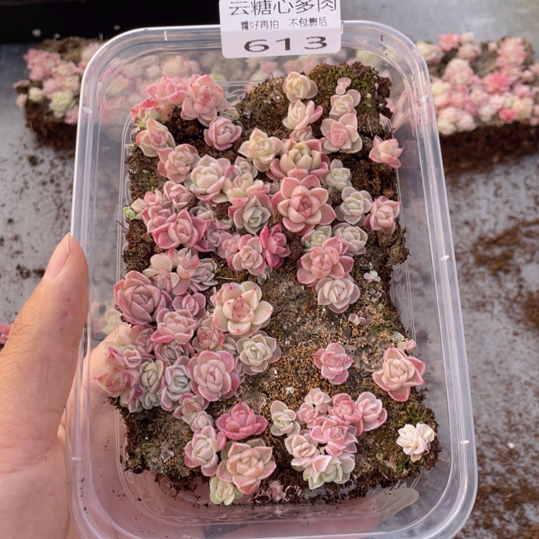 云糖心多肉植物613