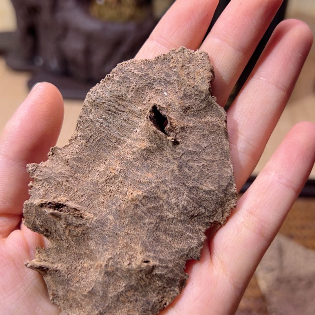 【闪购商品】香榧木海南木料尖峰岭包头9克