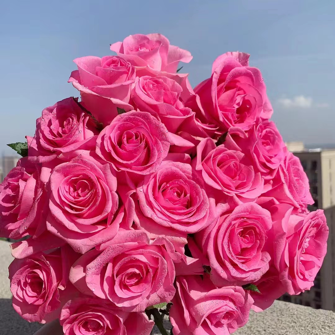 10枝苏醒单头玫瑰 基地花有夹枝侧枝 (两单发顺丰或京东快递)