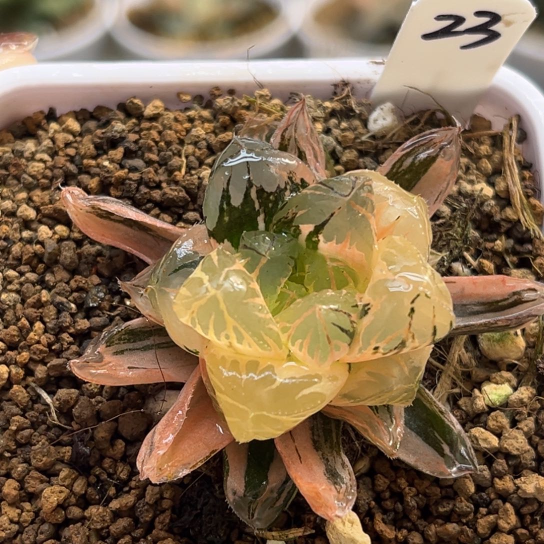 23水晶灯玉露锦福利专场