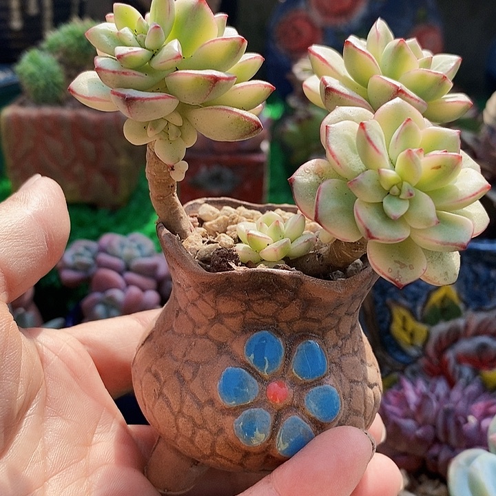 探戈锦带盆土多肉