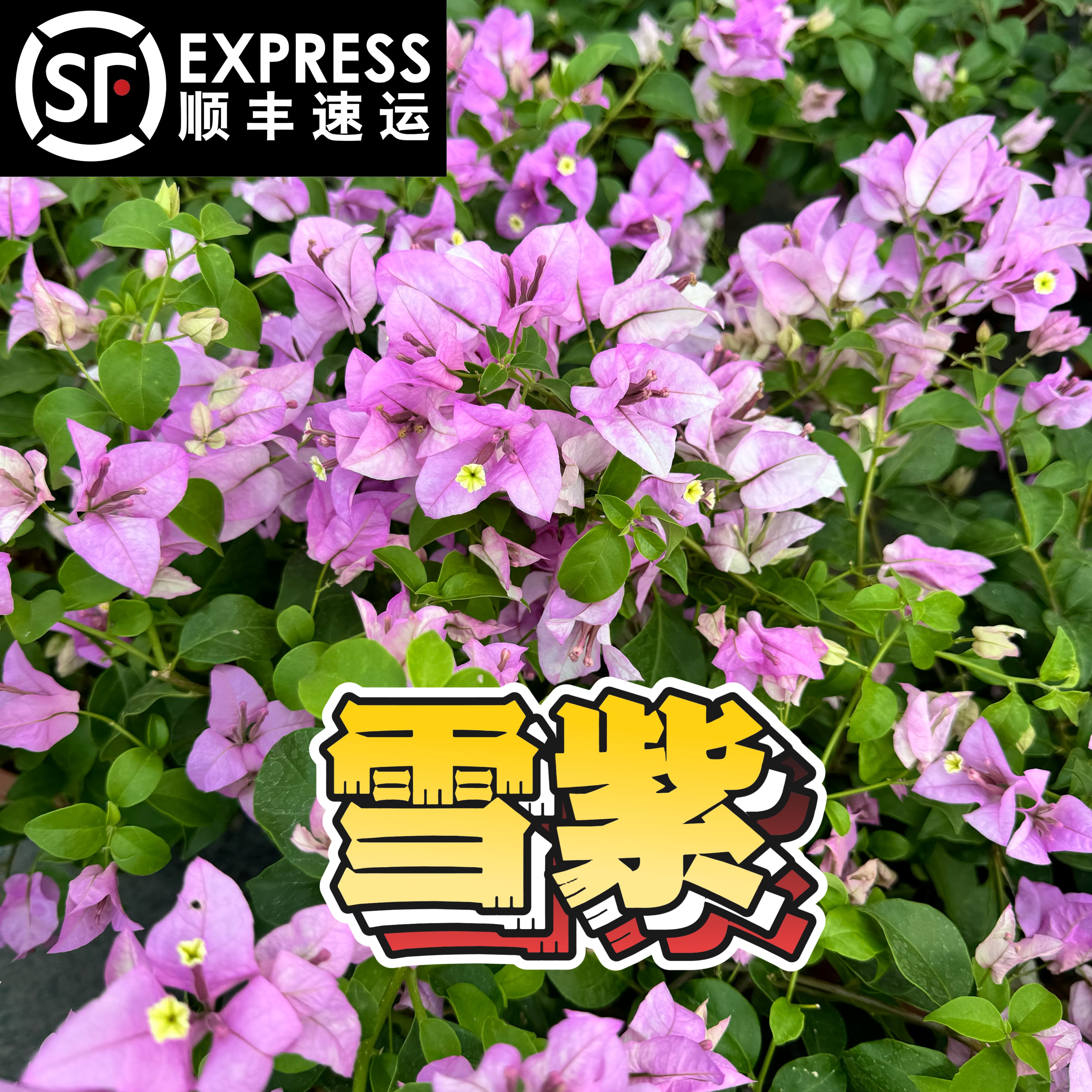 【雪紫】三角梅花卉勤花爬藤原盆土基地直发