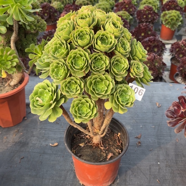 多肉植物绿玫瑰无主头106