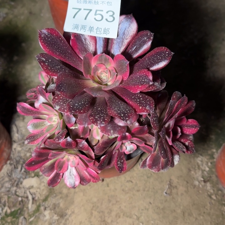 7753蛇毒美杜莎多肉植物