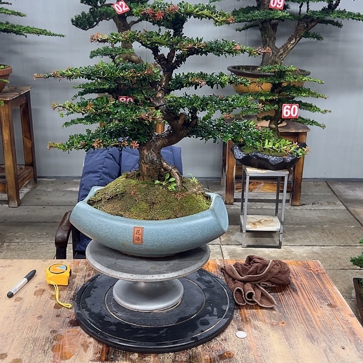 无花朵红芽珍珠罗汉松