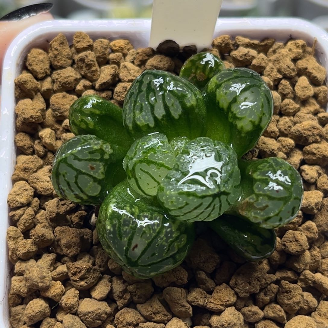 661月光宝盒冰城实生福利专场