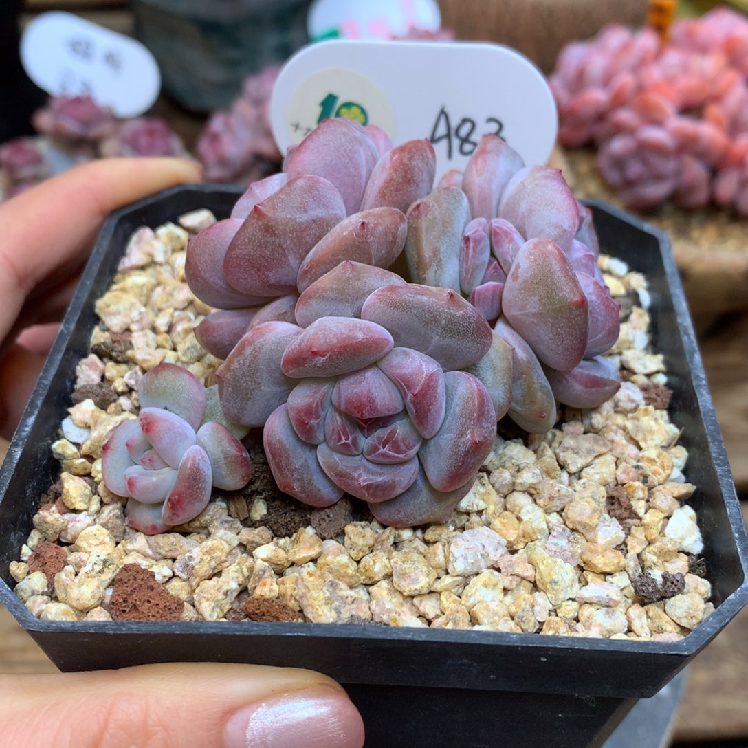 A83 突尼斯 模特同款 摘心 福利