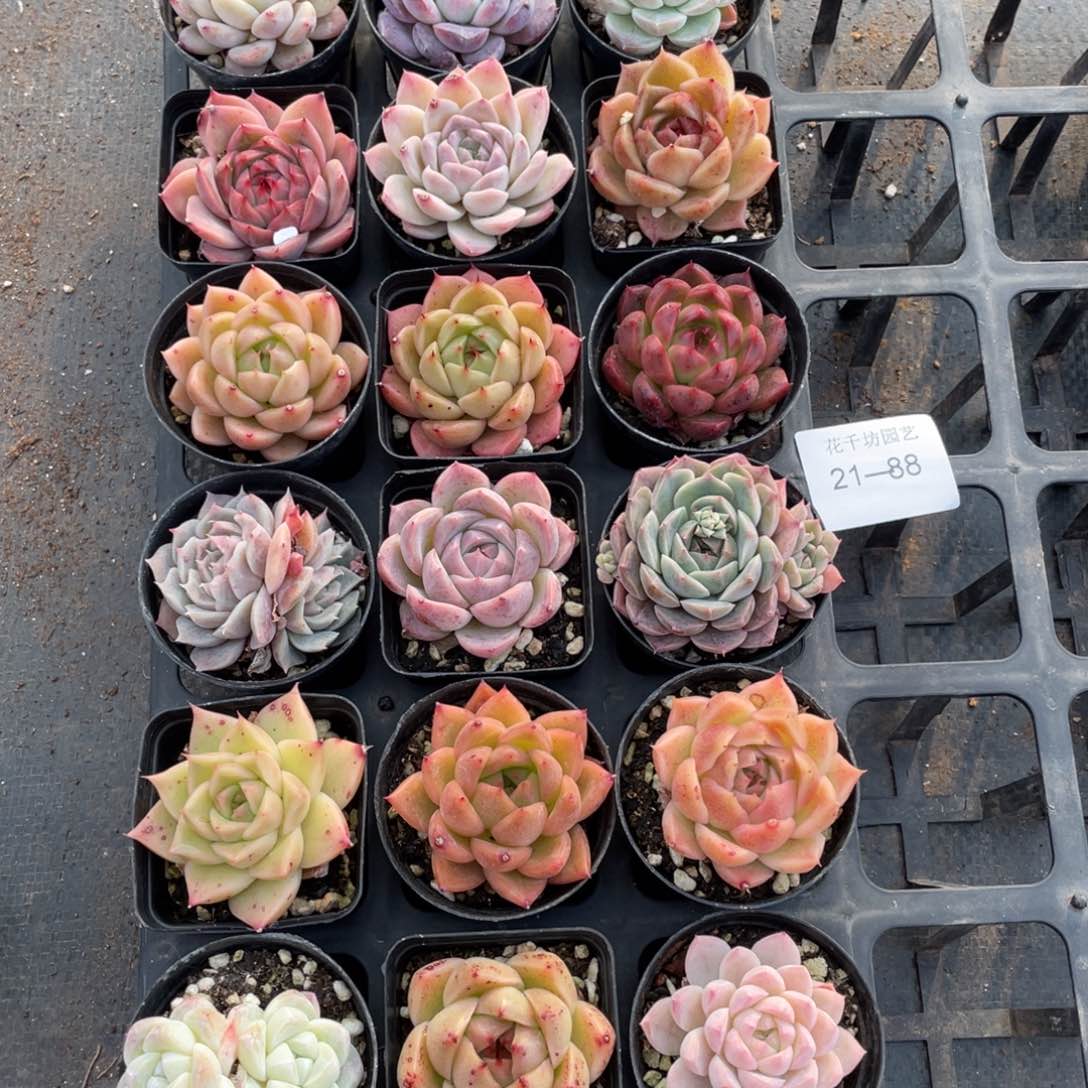 一物一拍18颗21-88