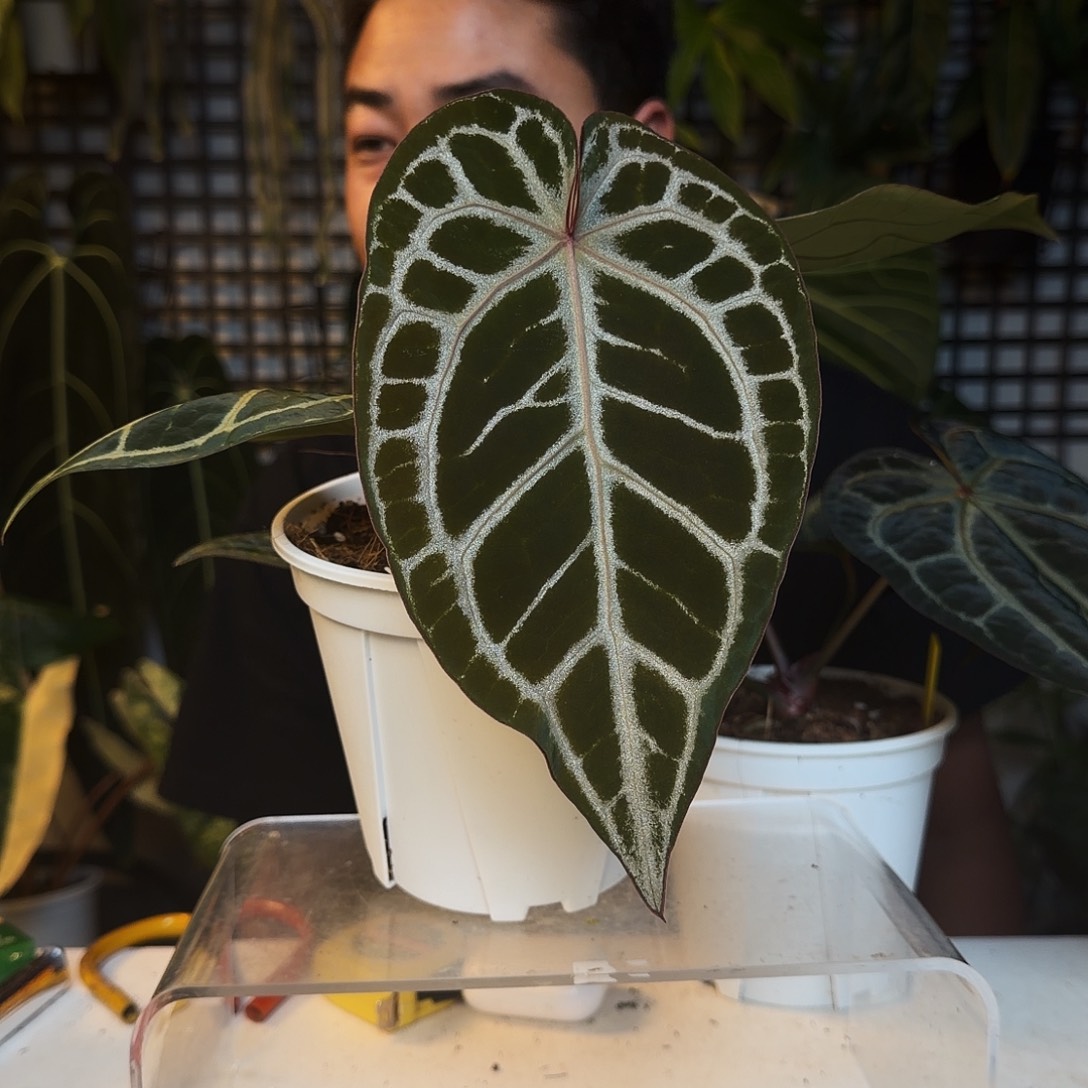 完全开放B56红伊芙杂