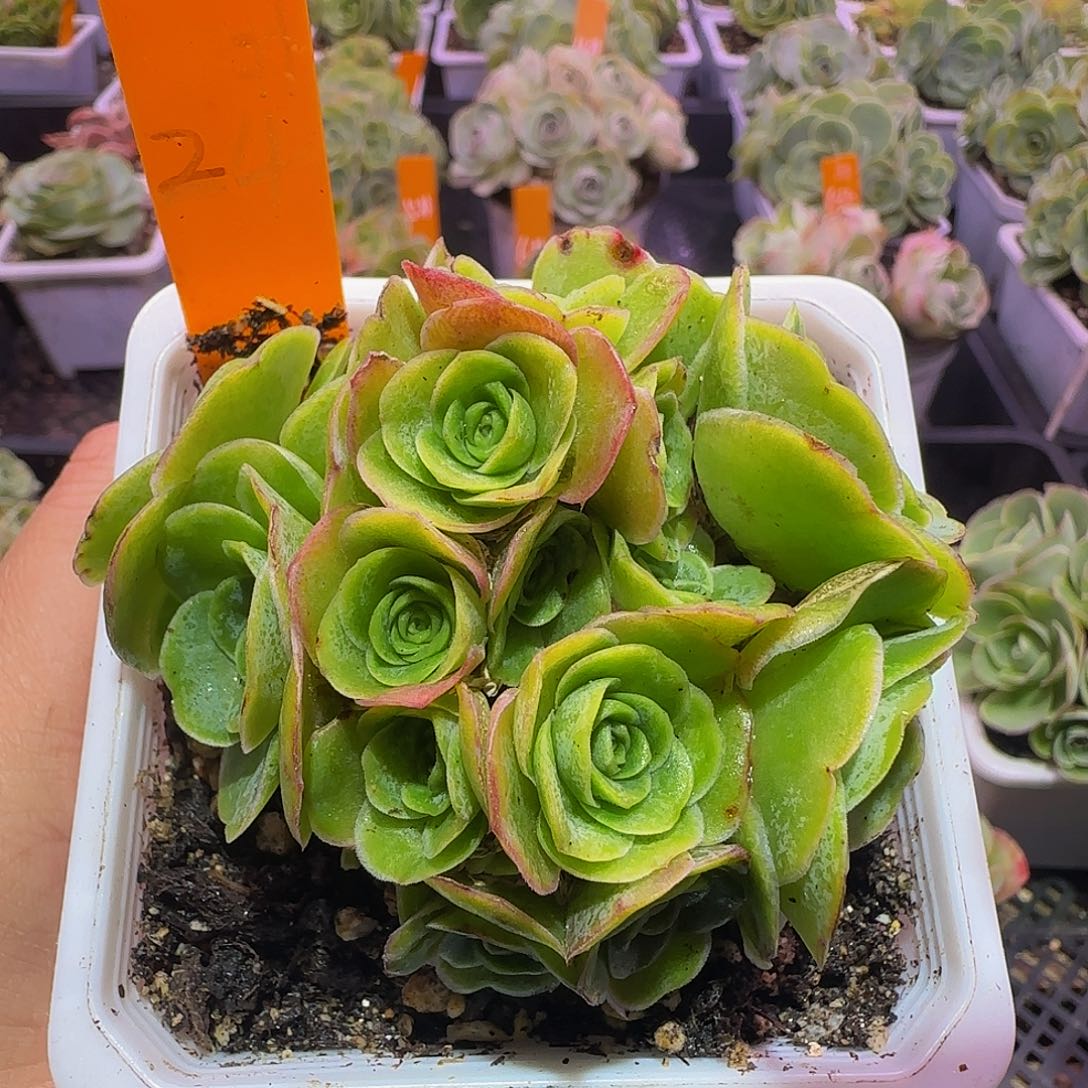 海洋之心 非偏远包邮玻璃心慎拍