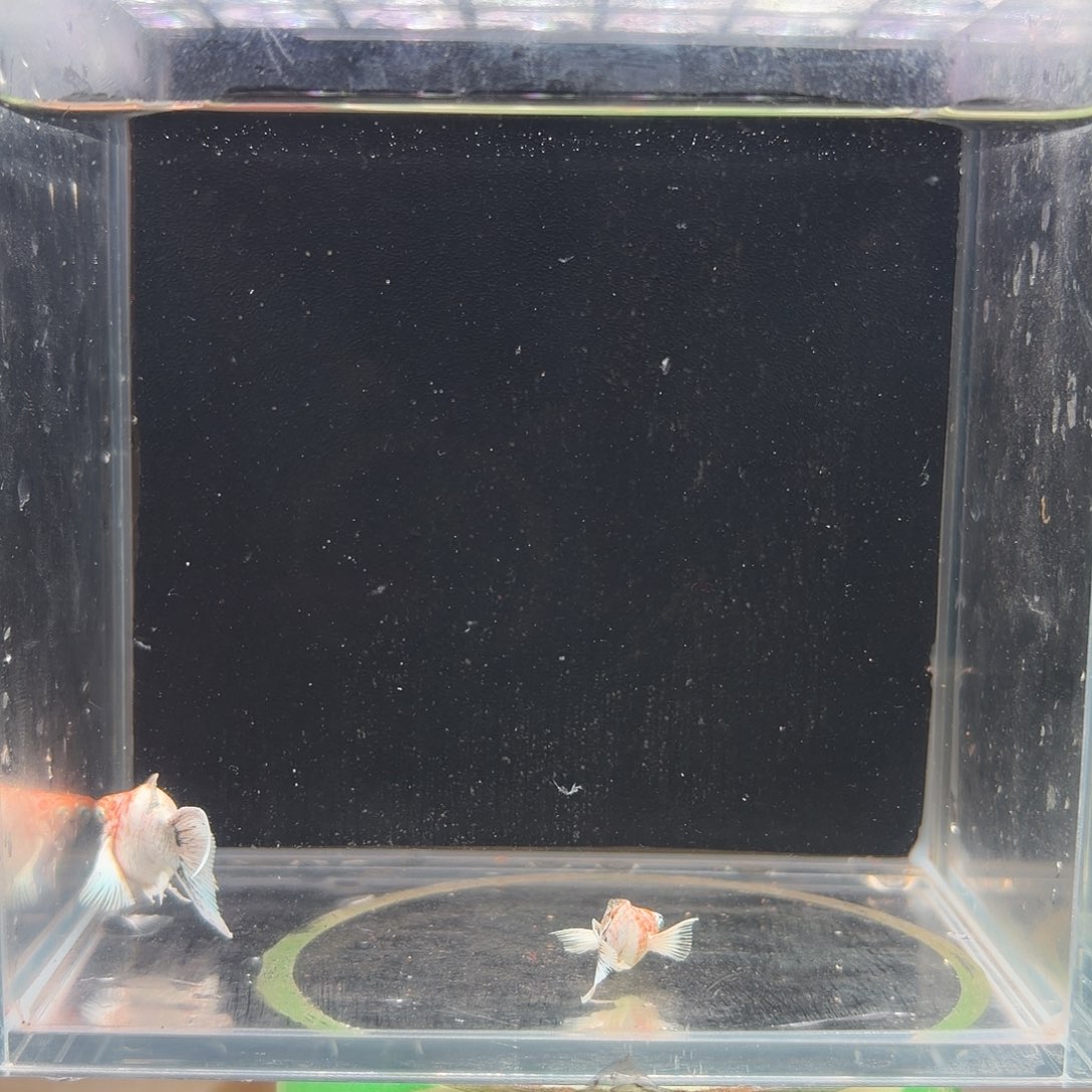 中国大陆钻眼玛丽鱼皮卡丘