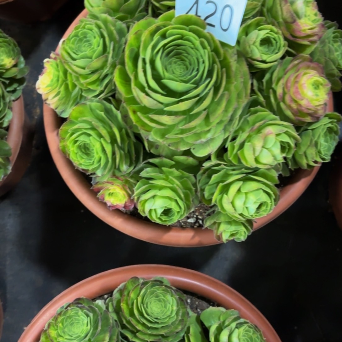 林***虎哈哈多肉葡萄福利420