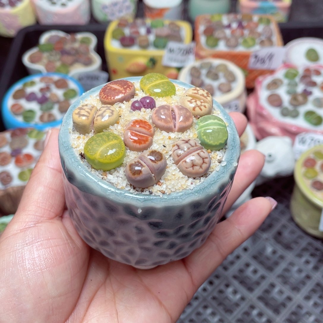 w7080 -零下地区拍保温箱-15支持寄养