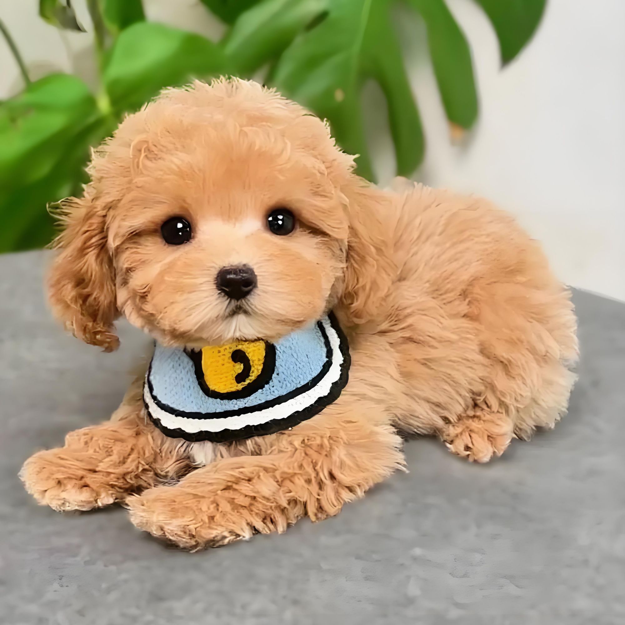 <大王犬舍>狗狗活体