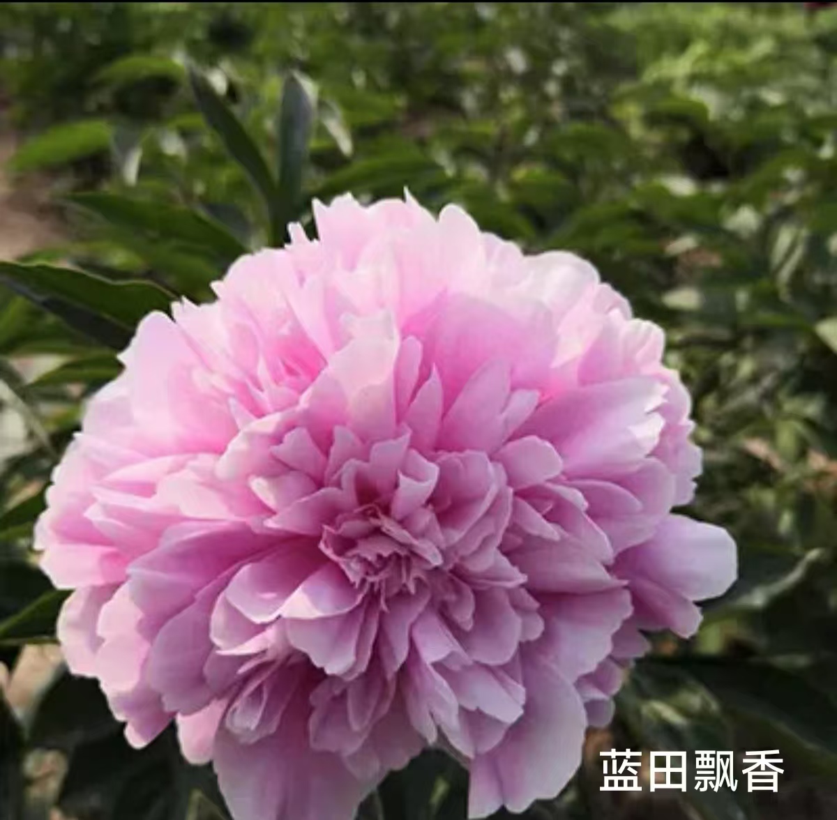 菏泽国产大芍药蓝田飘香庭院阳台种植花苗鲜花芍药花