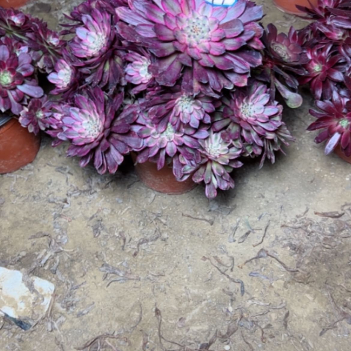 【闪购商品】多肉植物紫霞49