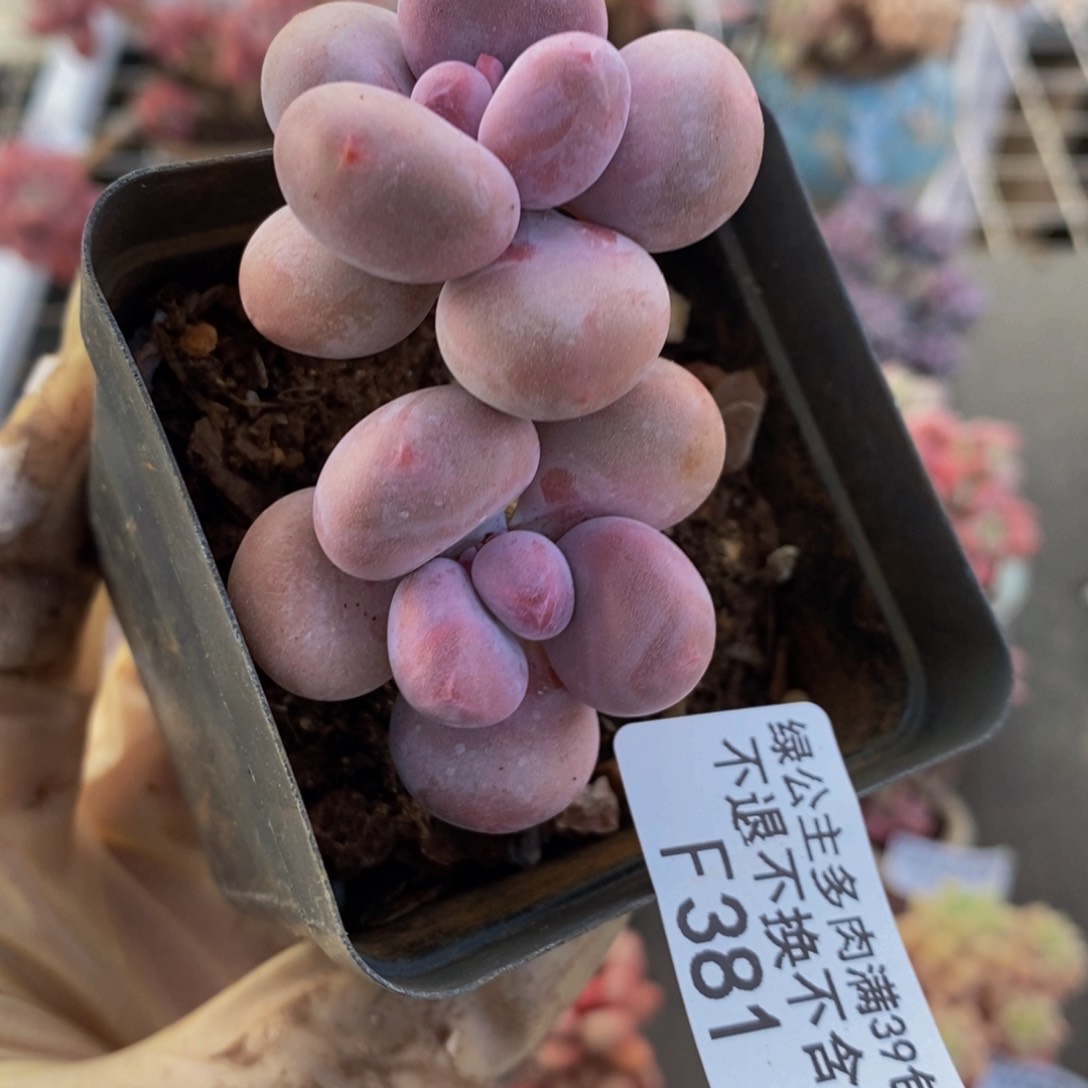 蛋黄奶酪381/5c m