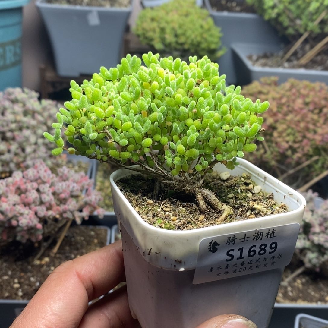 1689蜜橘糖球造型桩