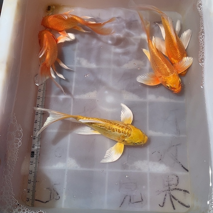 蝴蝶鲤鱼渔场直发13