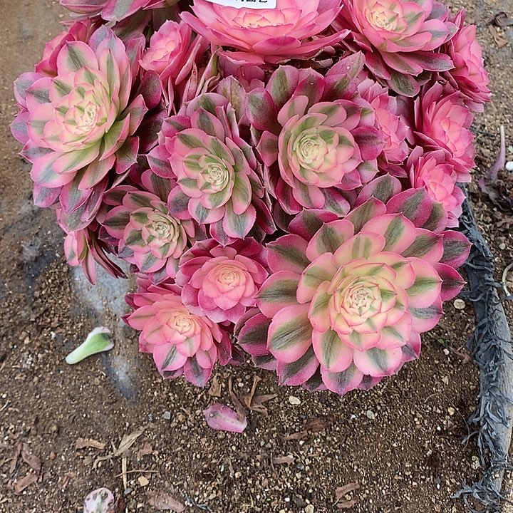 乖***姐多肉植物倾城111多肉