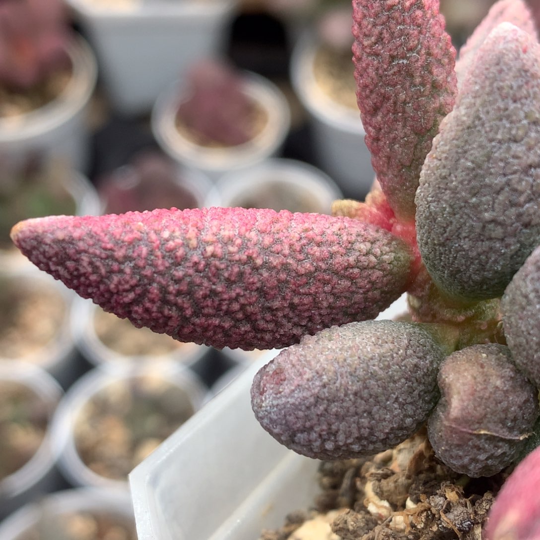 专拍 朱杂叶插一个