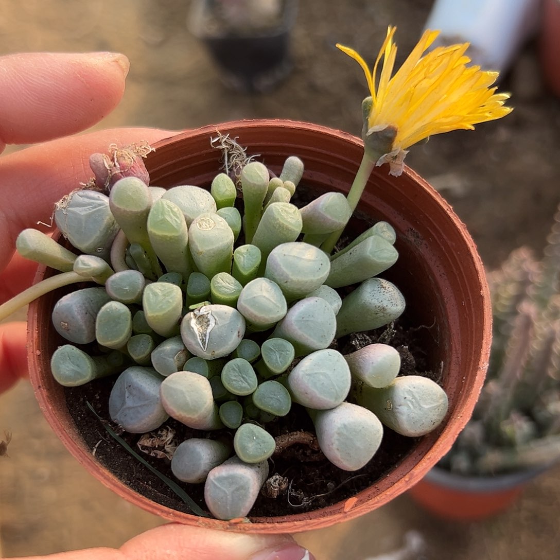 多肉植物五十灵玉