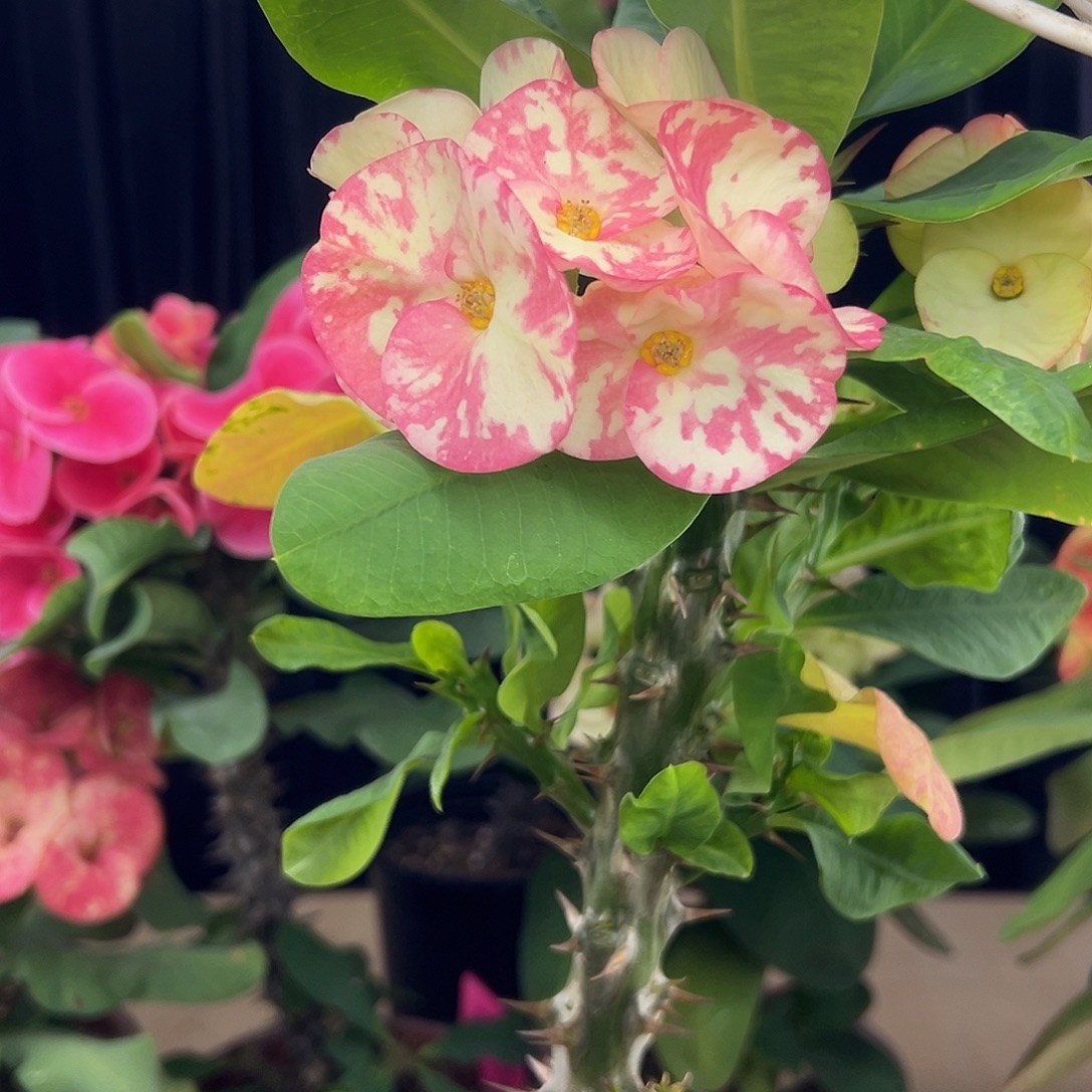 c5泰国大花虎刺梅