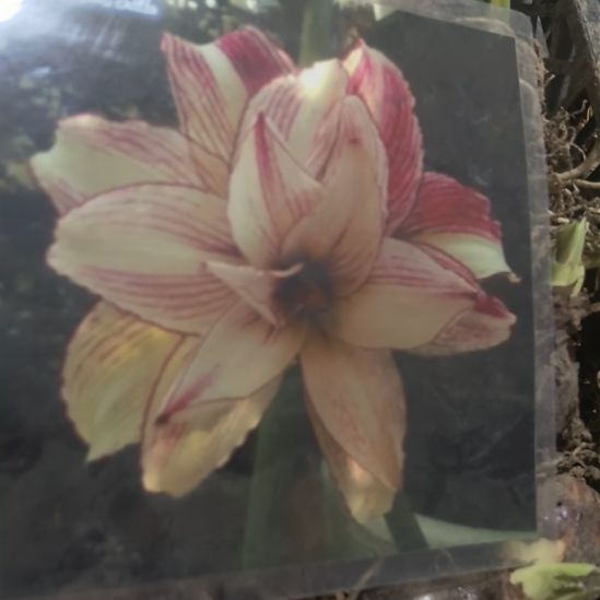 当前无花栽培后可以开花安吉拉5厘米裸根球9个