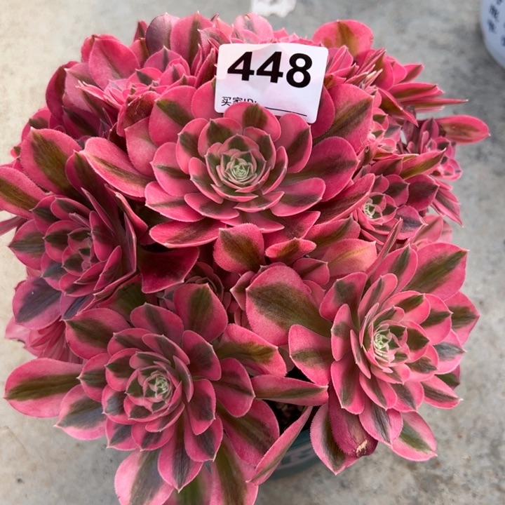 448女巫20厘米左右