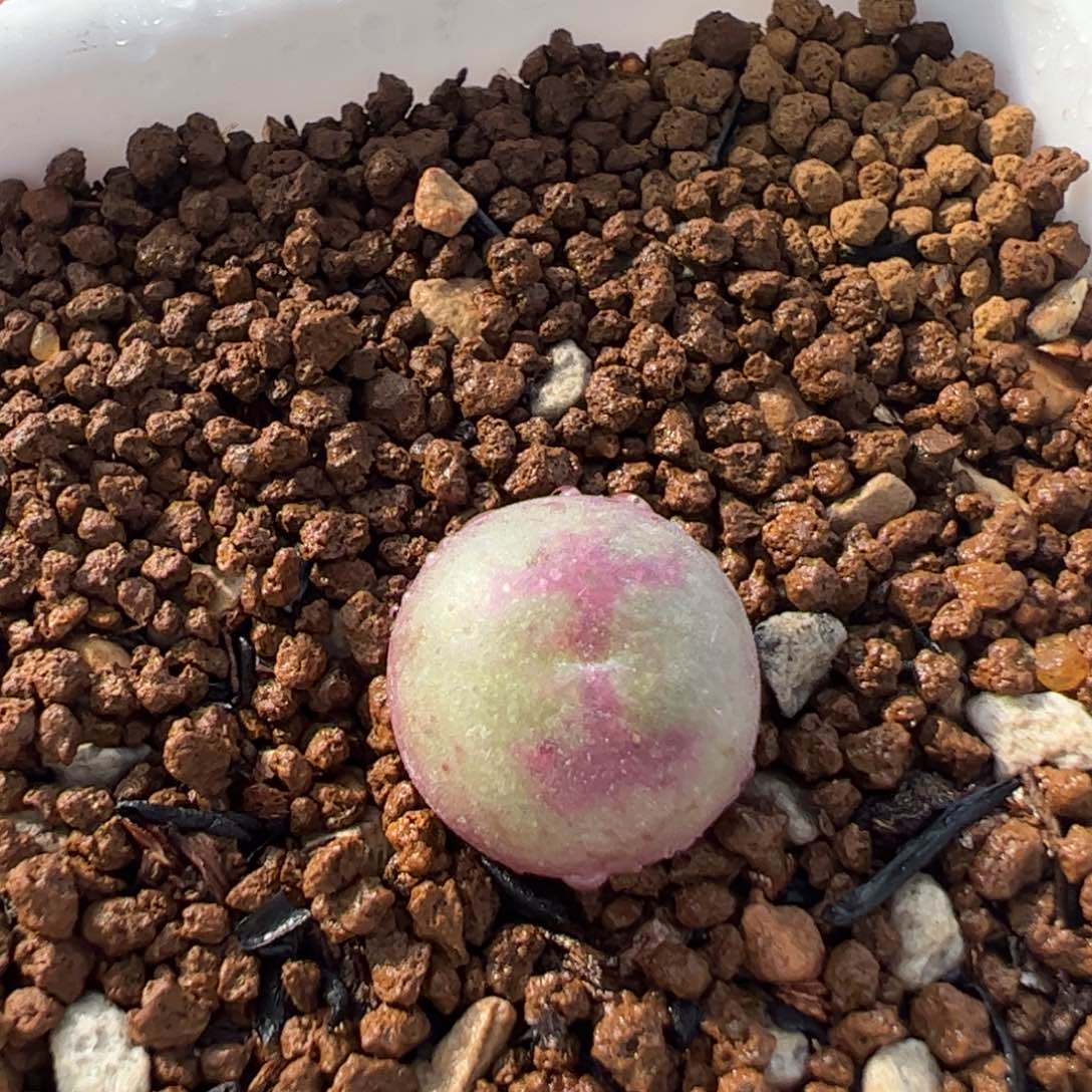 453多肉植物百科