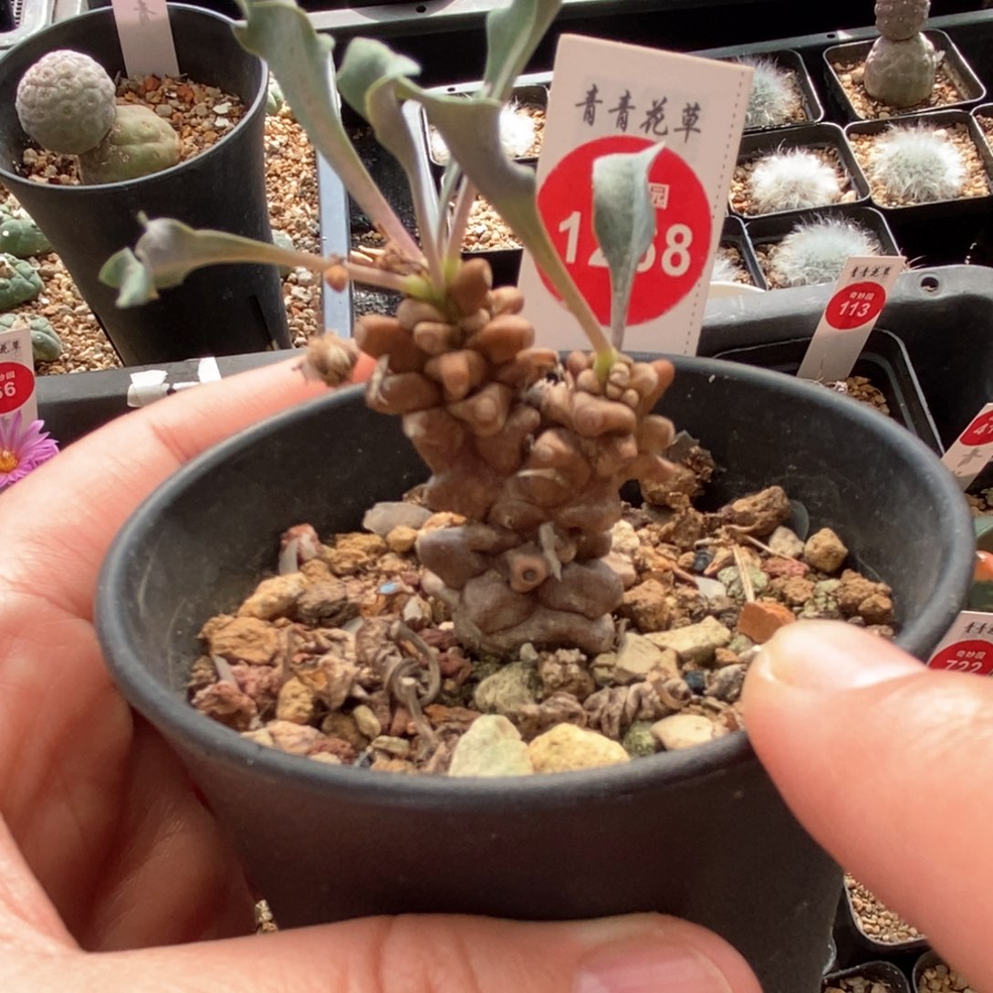 蛮鬼塔一颗仙人球