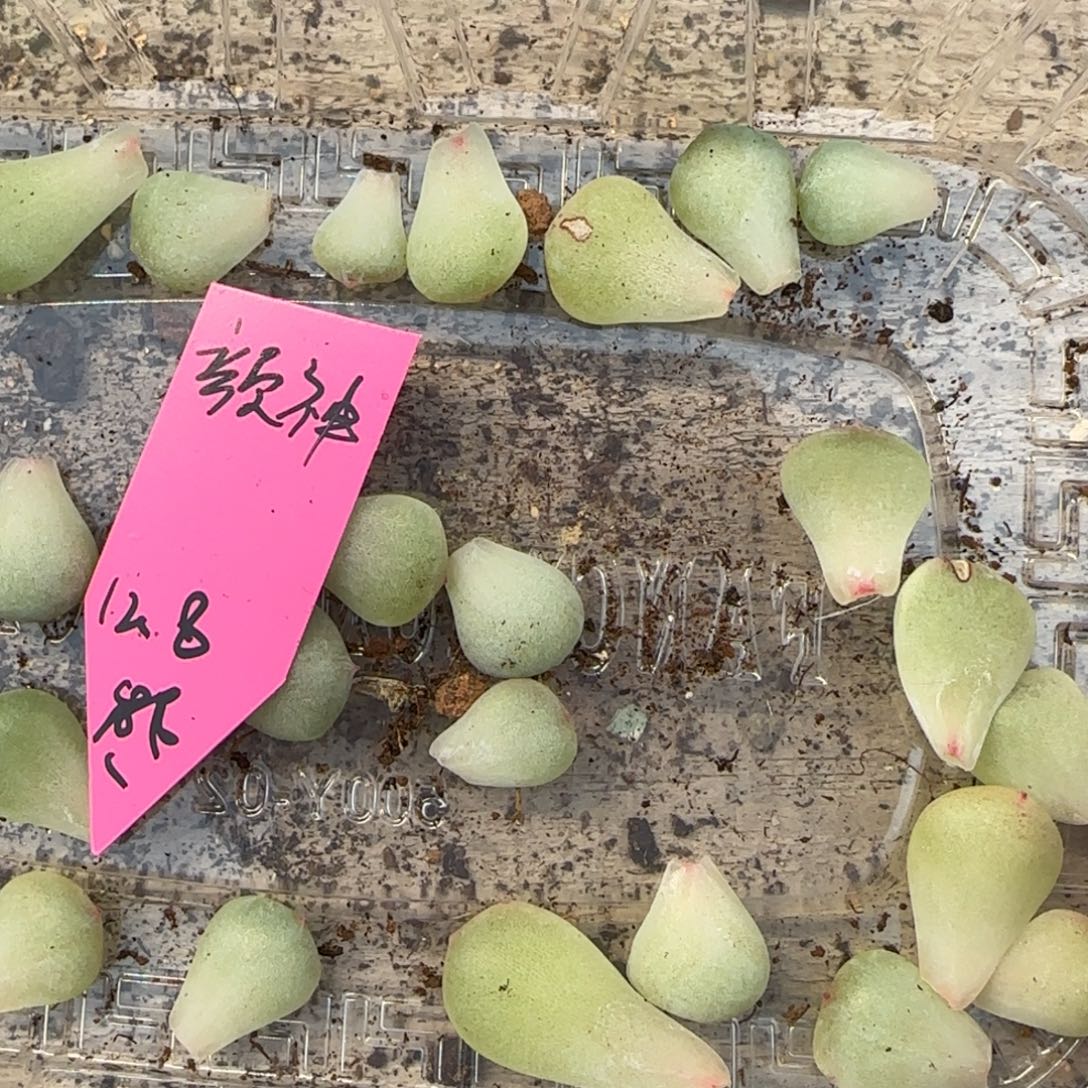 颜神叶子一个满25包邮