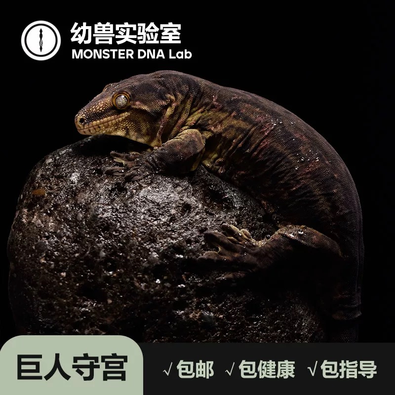 巨人守宫纯血选育系