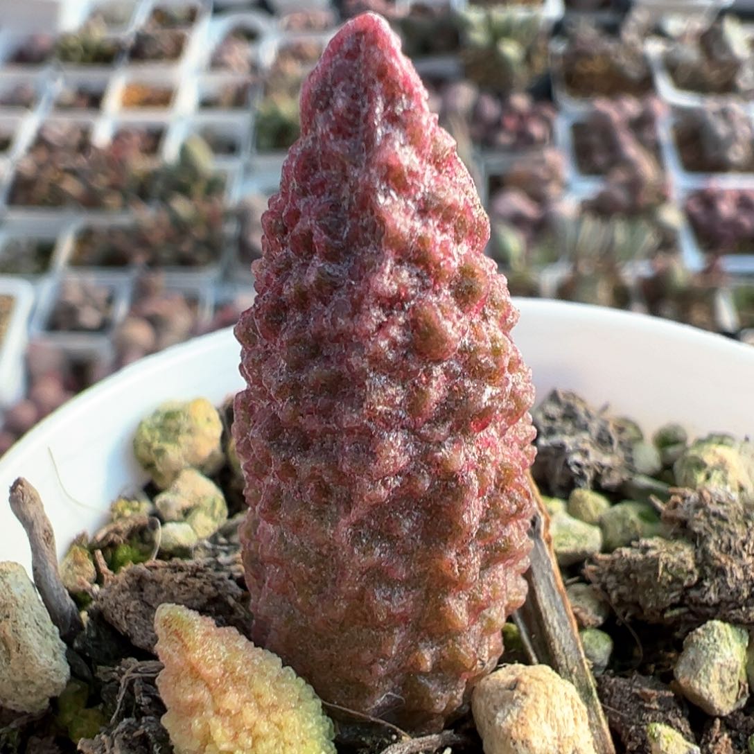 实生大苗琅琊棒多肉植物