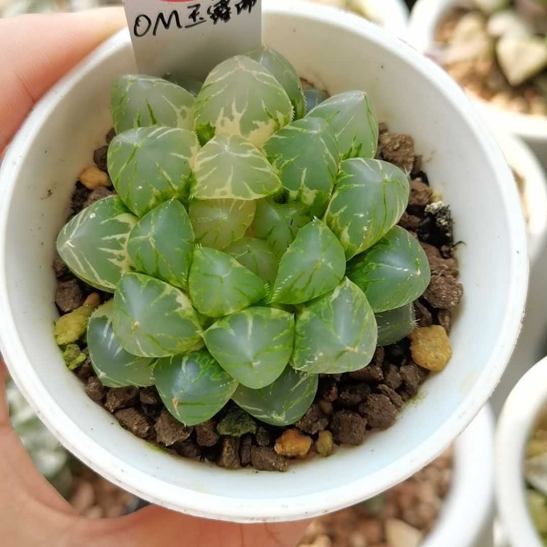 337号OM玉露锦一物一拍带盆土发货