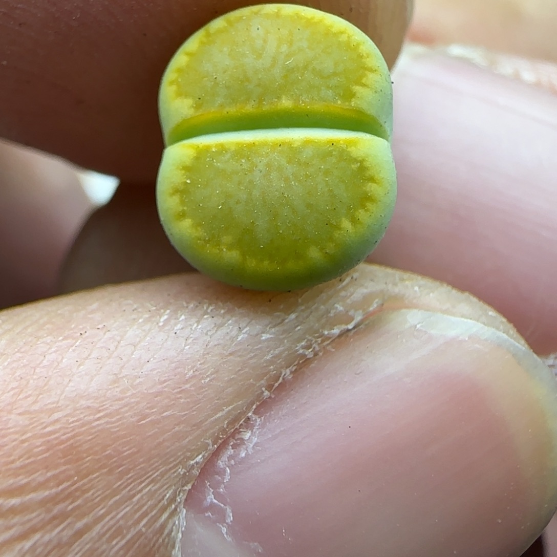 880 生石花大棚直播